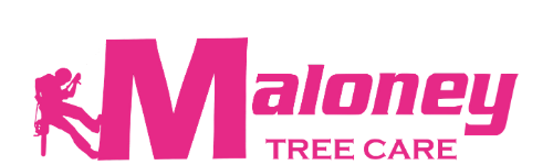 Maloney Tree Care